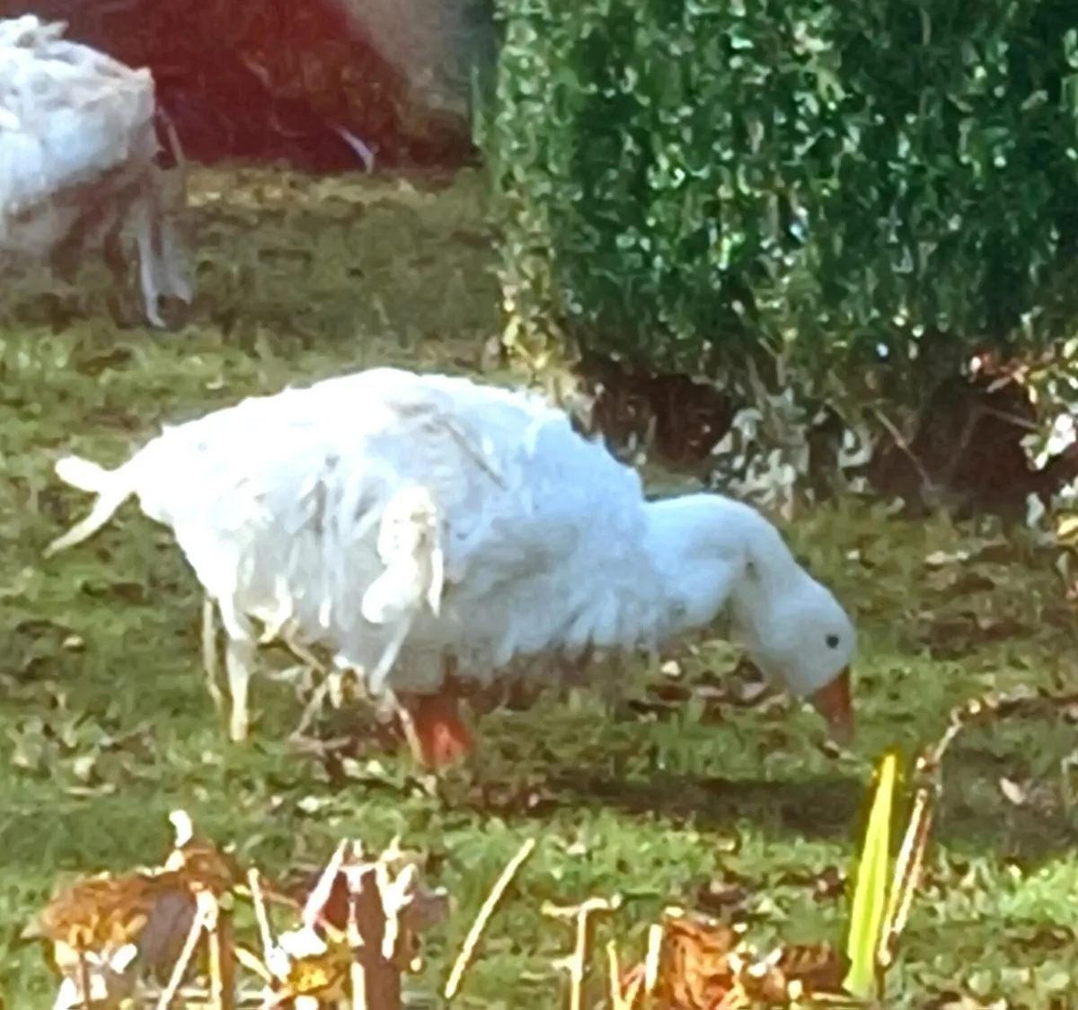 PB Sebastabol ( one pair remaining) - Image 1