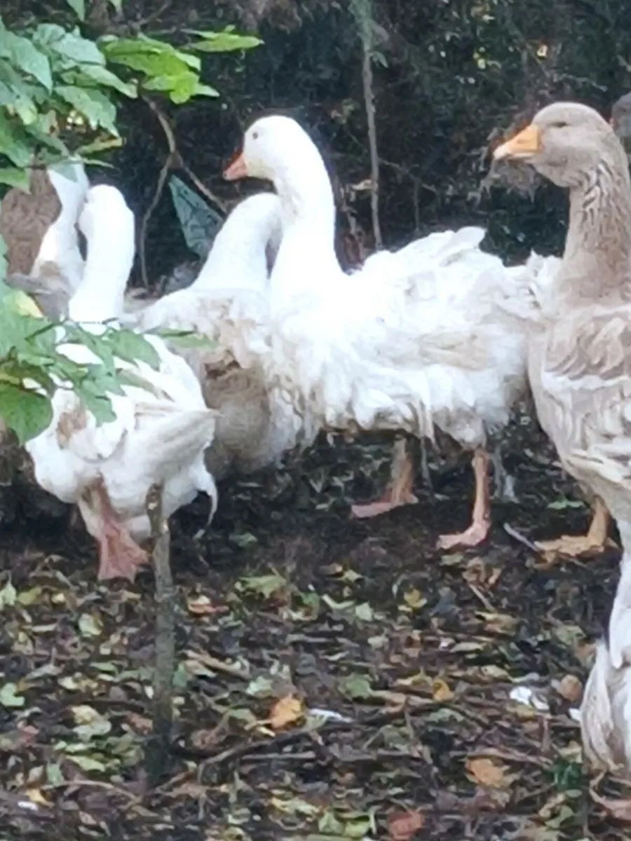 PB Sebastabol ( one pair remaining) - Image 2