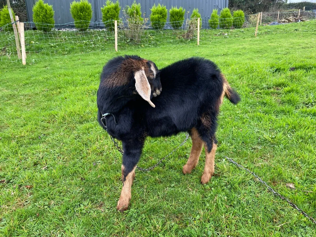 Goat - Image 2
