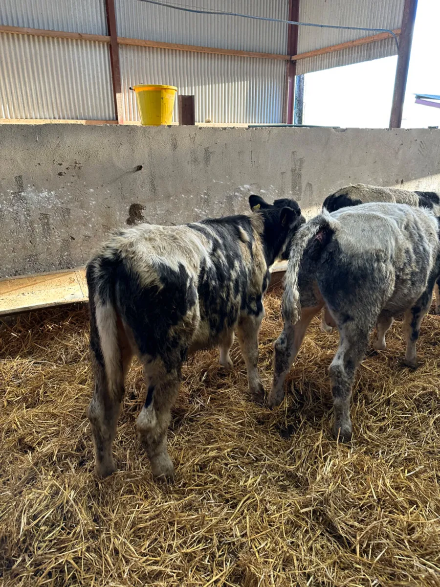 Blue bulls - Image 3