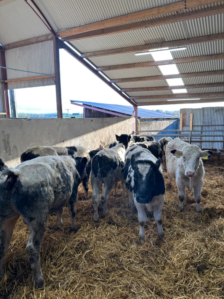 Blue bulls - Image 2