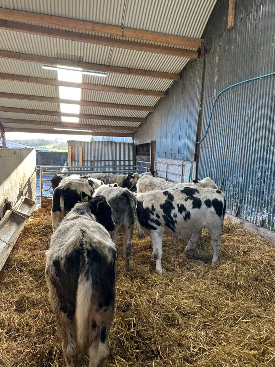 Blue bulls - Image 1