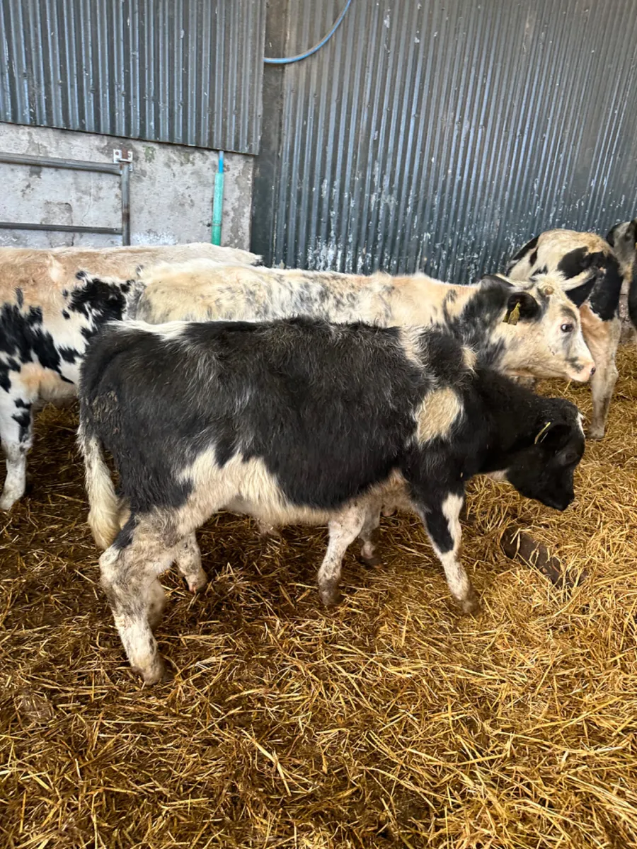 Blue bulls - Image 4