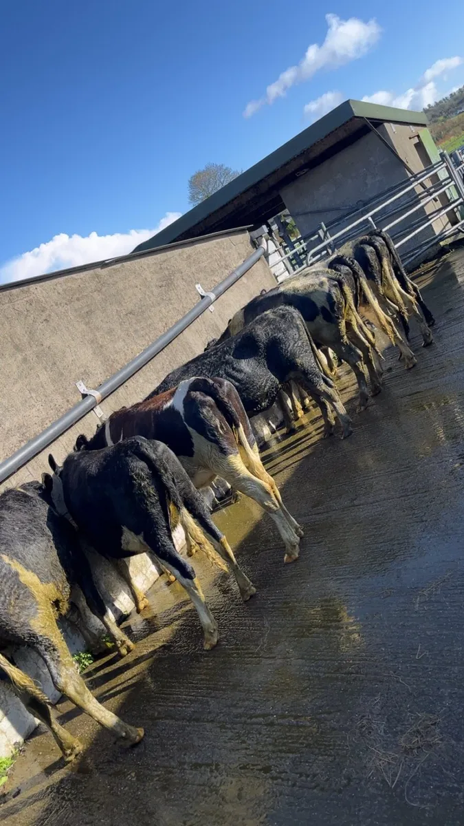 Bulling Heifers for sale - Image 1