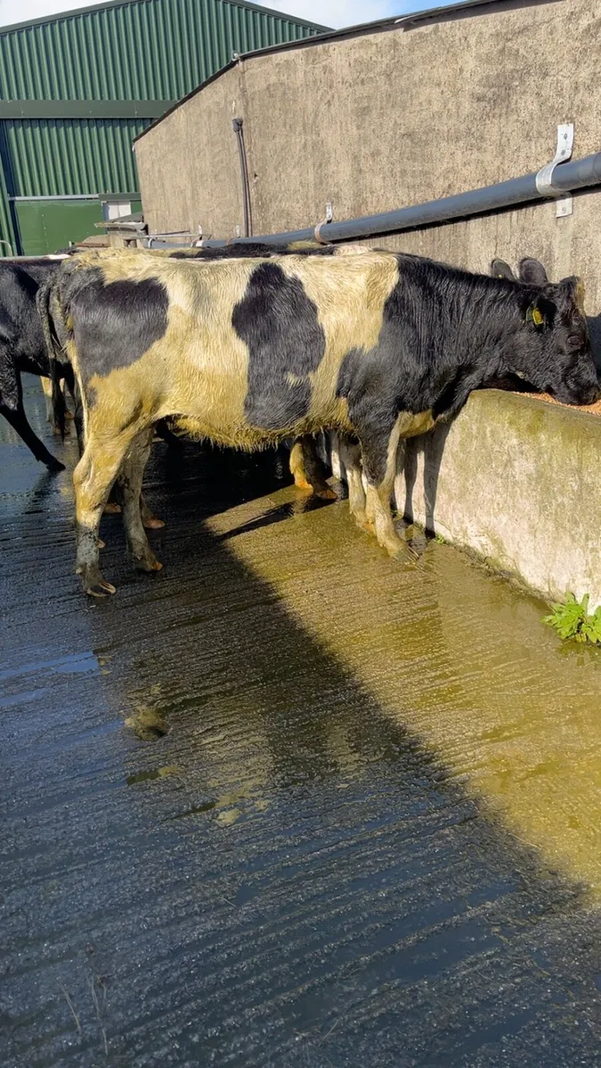 Bulling Heifers for sale - Image 2