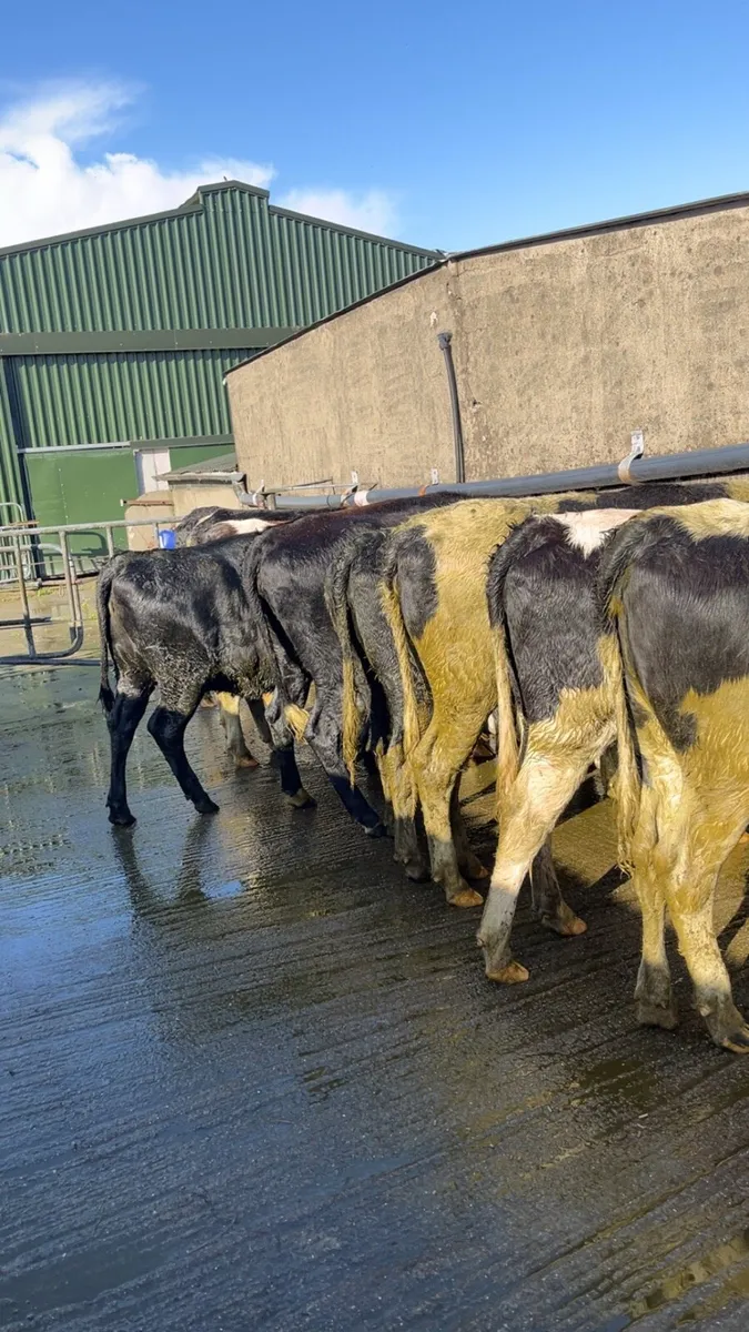 Bulling Heifers for sale - Image 3