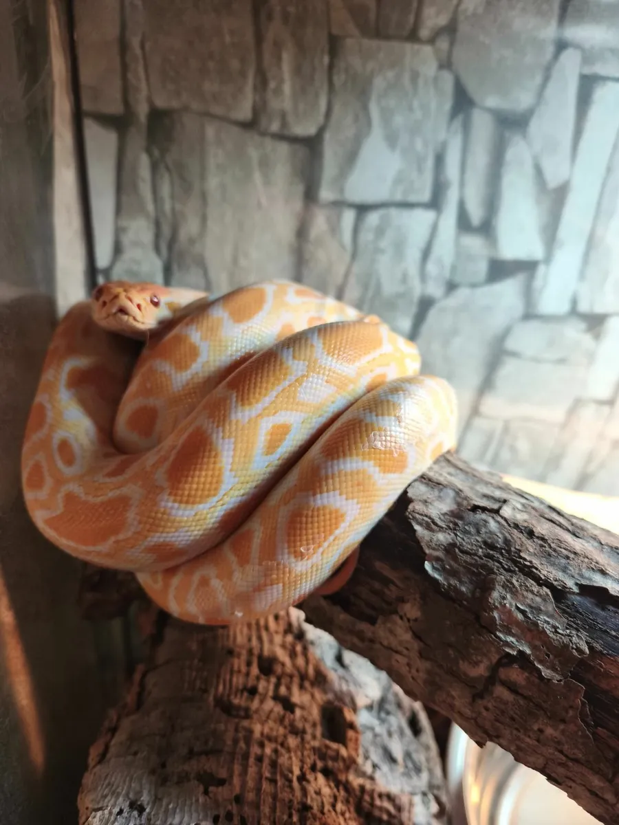 Female albino Burmese python juvenile - Image 4