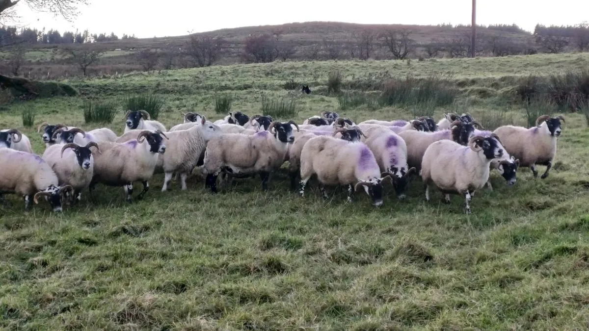 Lanark blackface ewes (flock dispersal) - Image 1