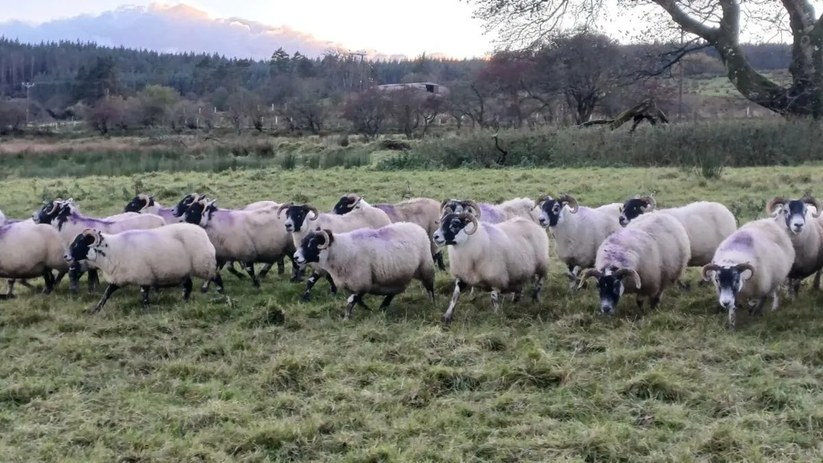 Lanark blackface ewes (flock dispersal) - Image 2