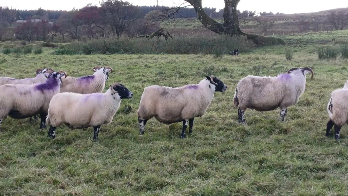 Lanark blackface ewes (flock dispersal) - Image 3