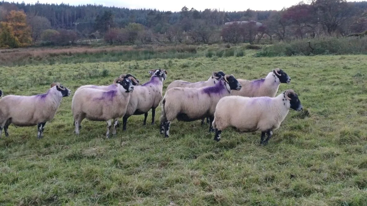 Lanark blackface ewes (flock dispersal) - Image 4