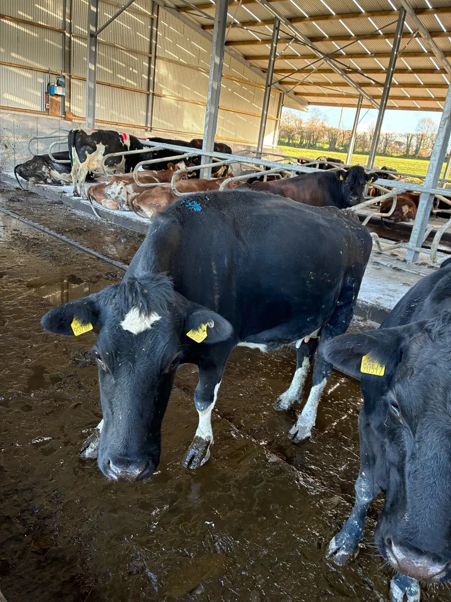 Early calving cows **2026** - Image 3