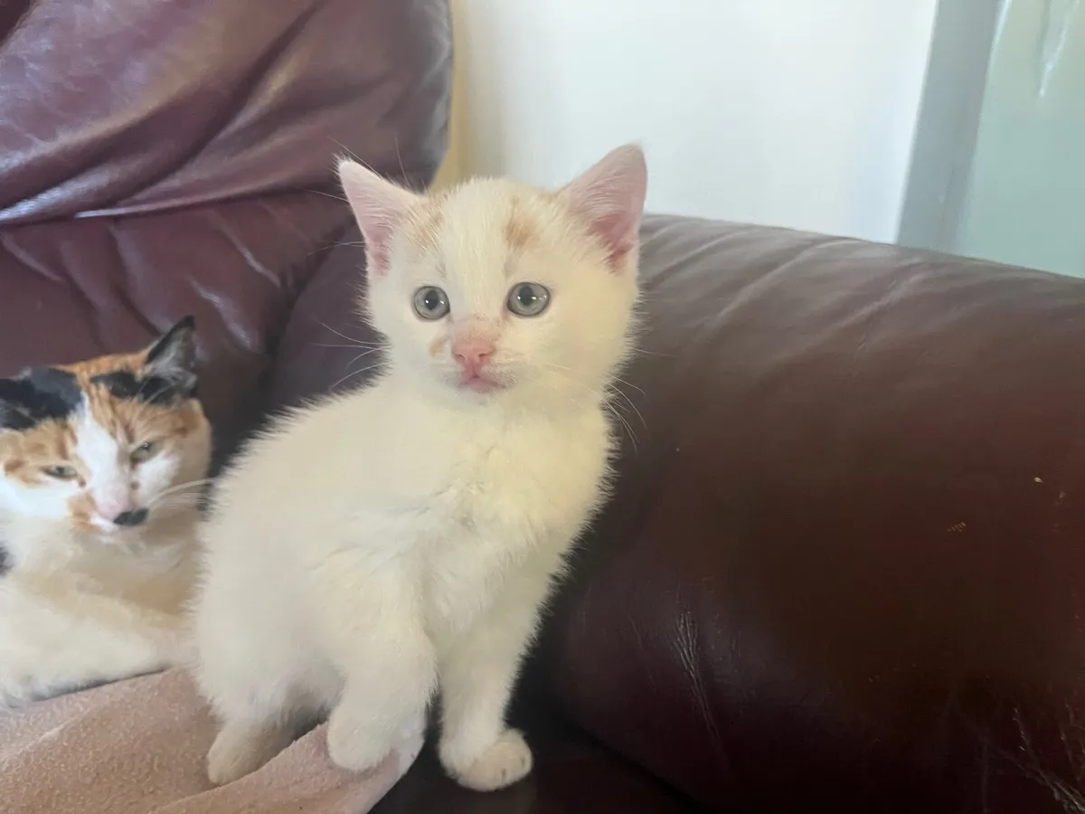 Kitten - Image 1
