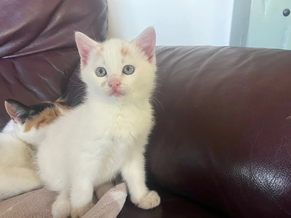 Kitten - Image 2