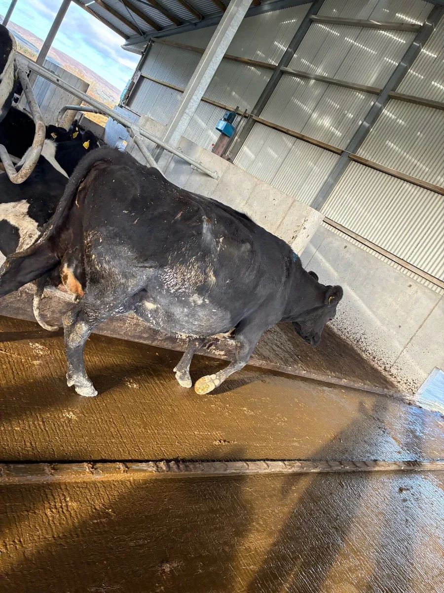 Incalf cows suitable to rear calves - Image 2