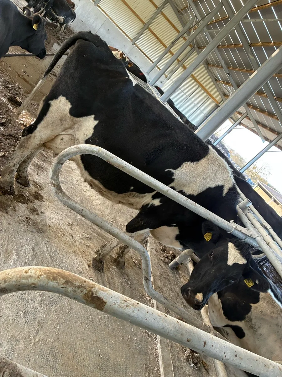 Incalf cows suitable to rear calves - Image 1