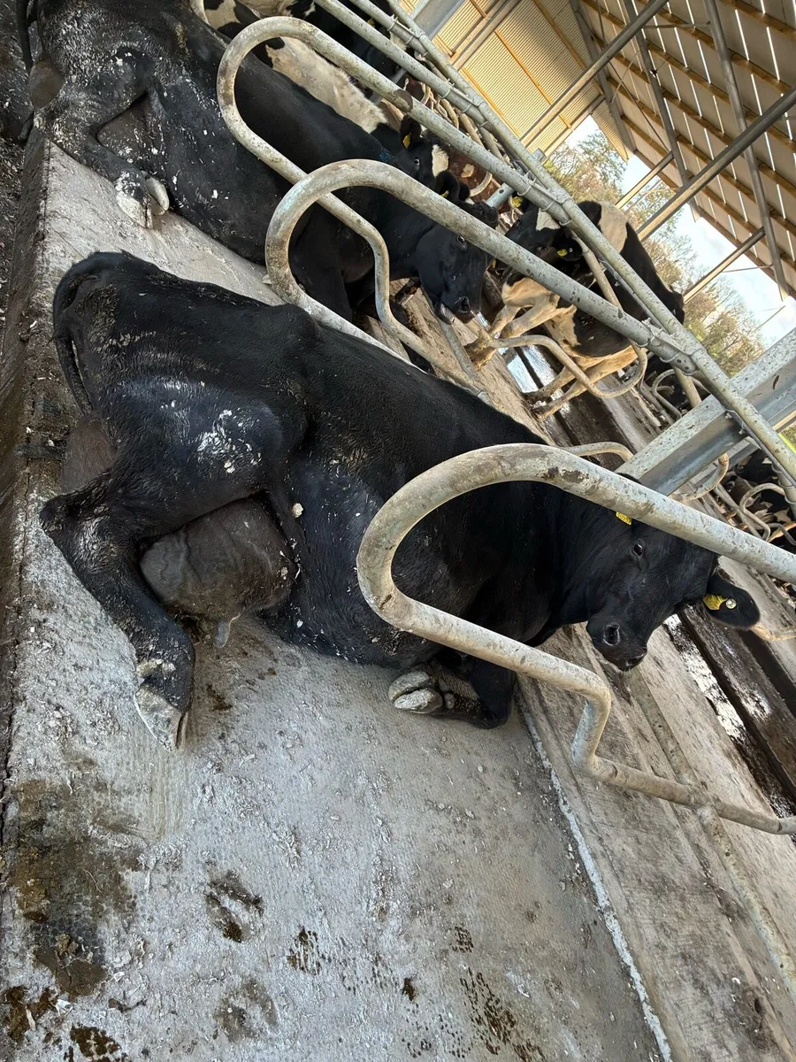 Incalf cows suitable to rear calves - Image 3