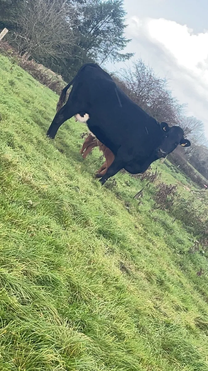 Limousine cow with bull calf - Image 2