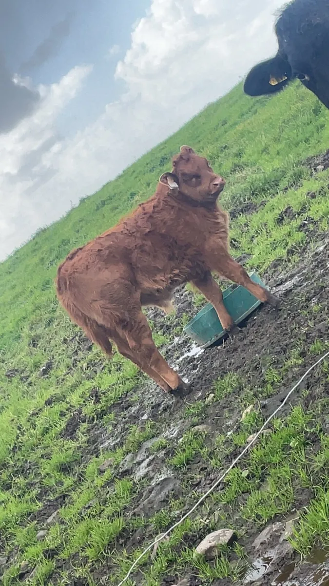 Limousine cow with bull calf - Image 1