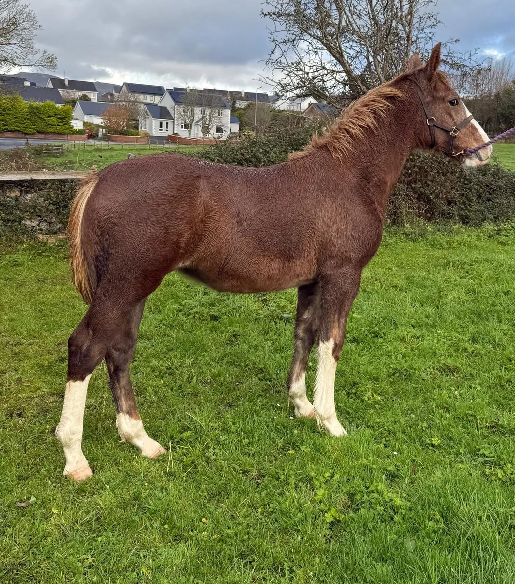 Well Bred Irish Draught Filly Foal - Image 1