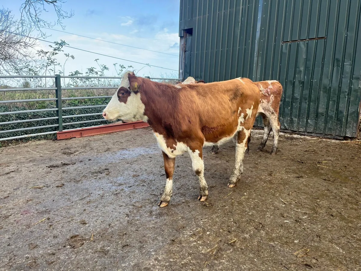 2 super  Simmental breeding heifers - Image 1