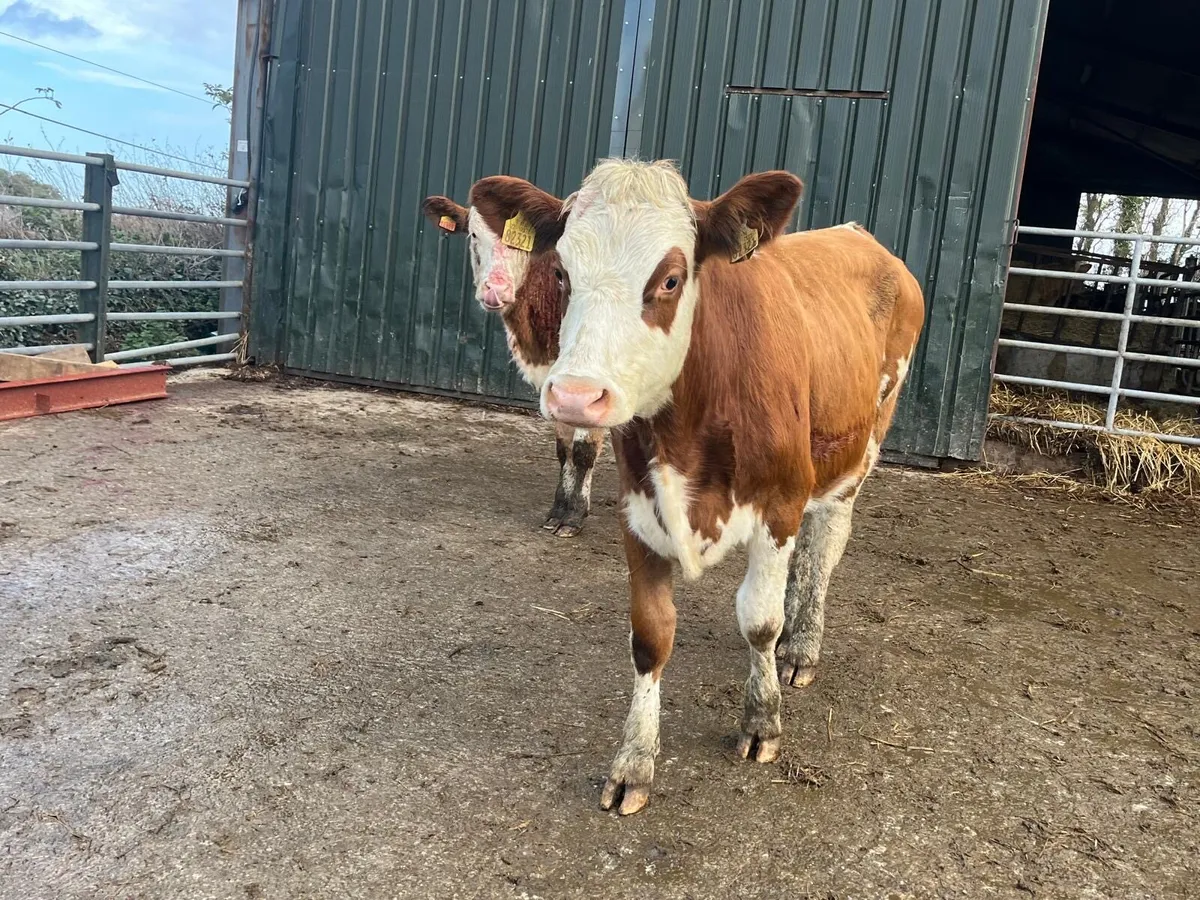 2 super  Simmental breeding heifers - Image 2