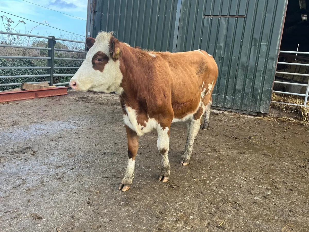 2 super  Simmental breeding heifers - Image 3