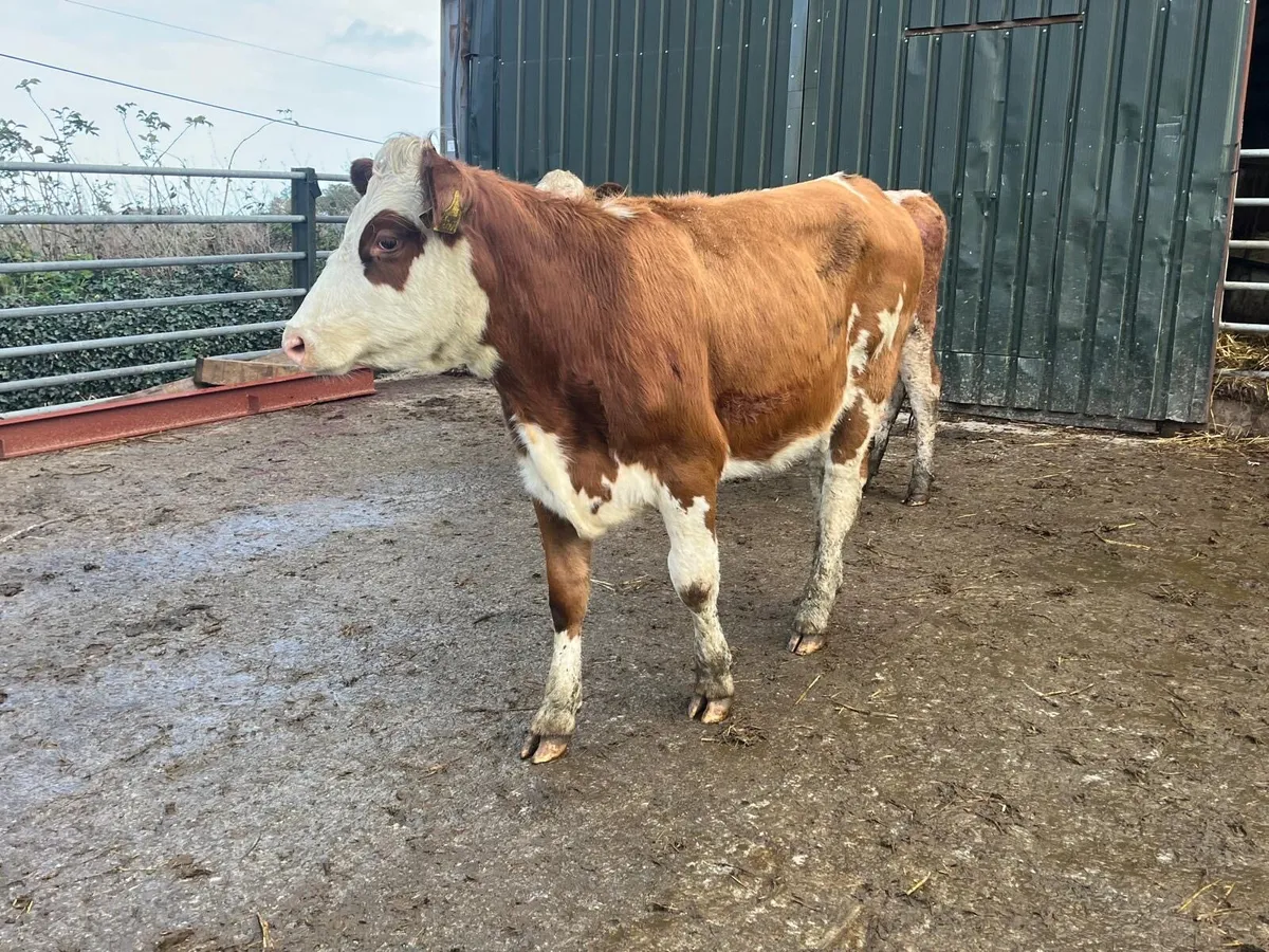 2 super  Simmental breeding heifers - Image 4