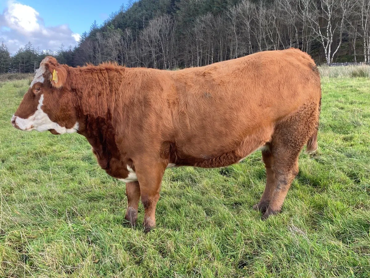 In Calf Heifers - Image 1