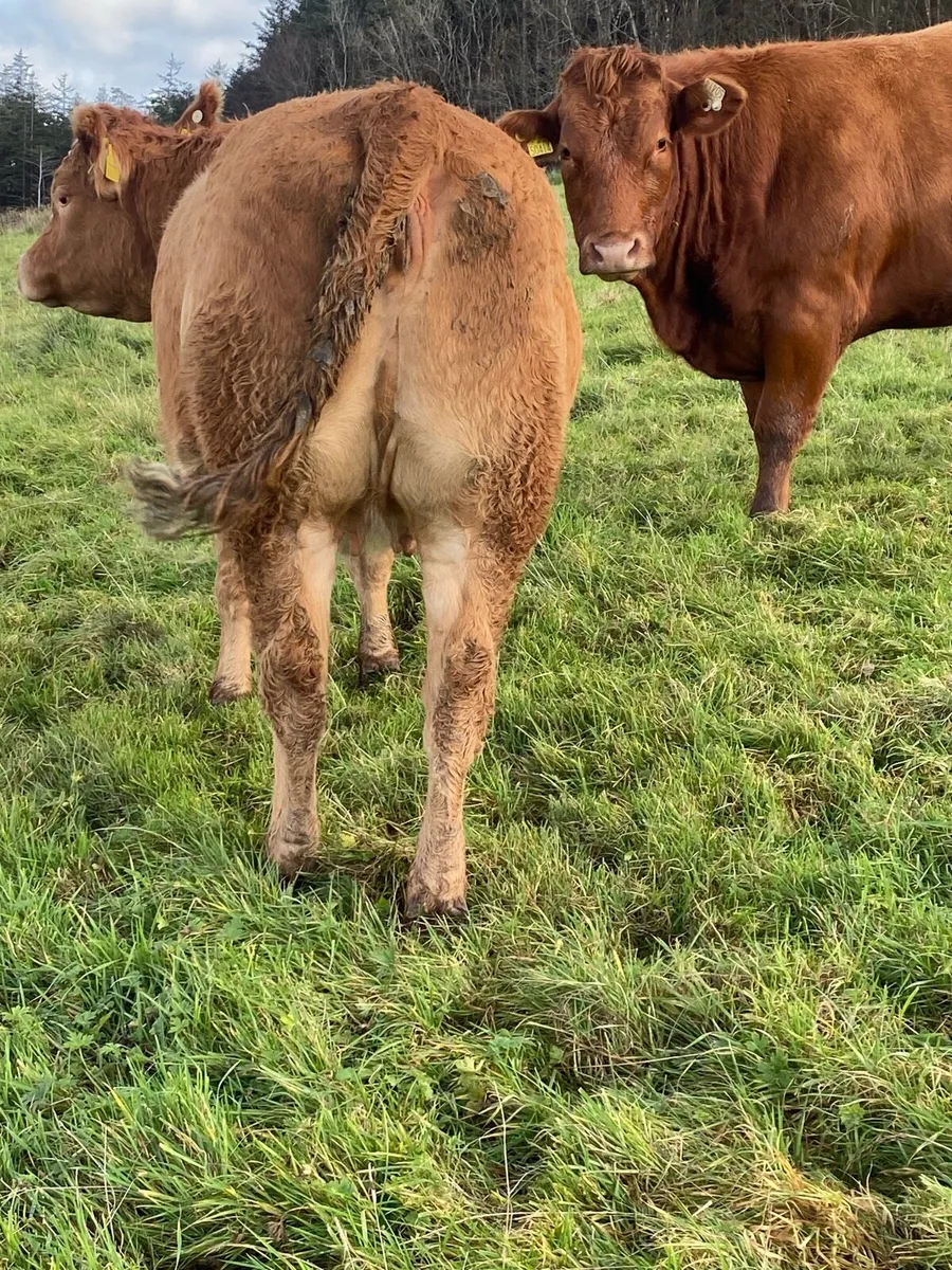 In Calf Heifers - Image 2