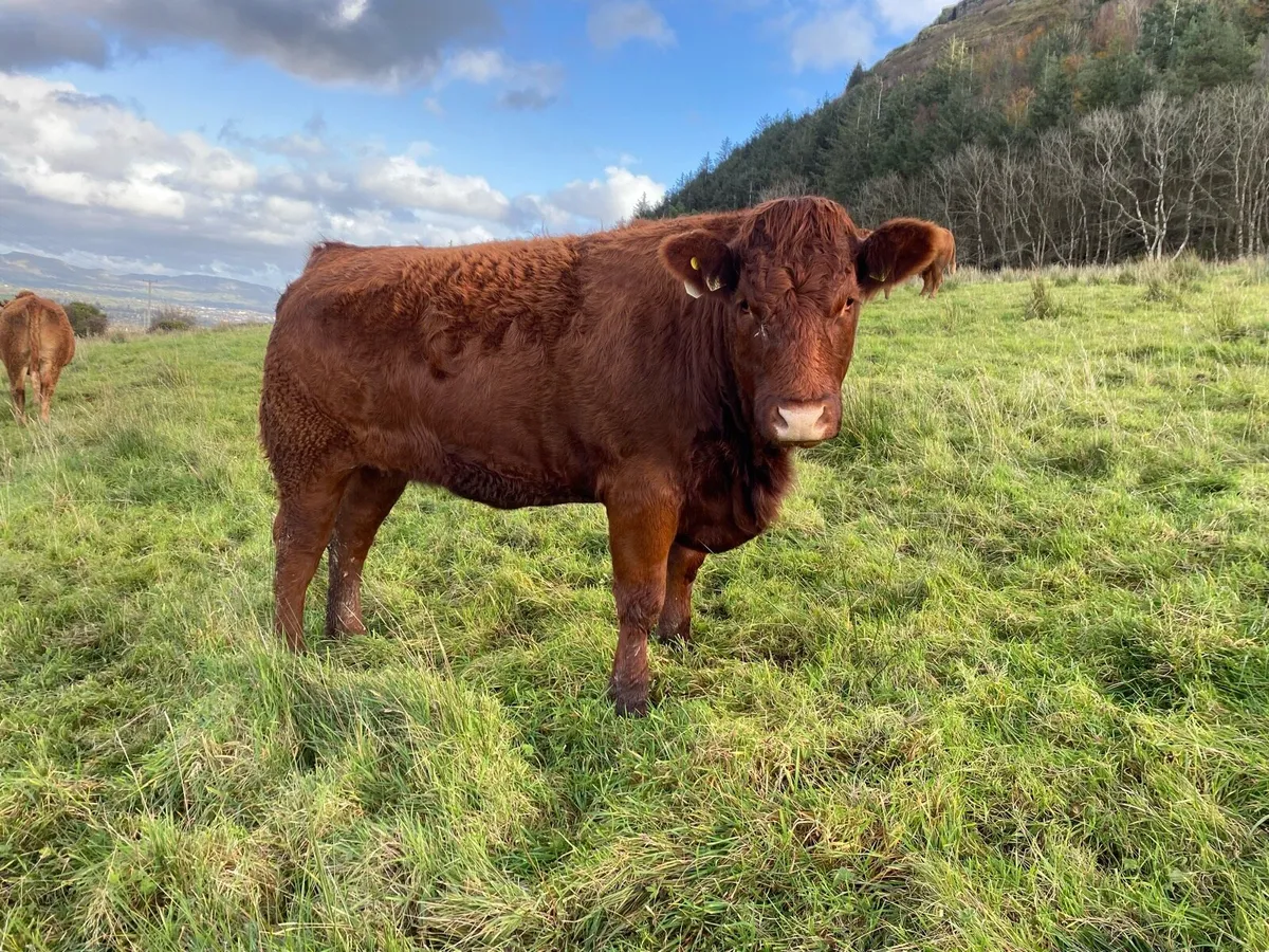 In Calf Heifers - Image 3