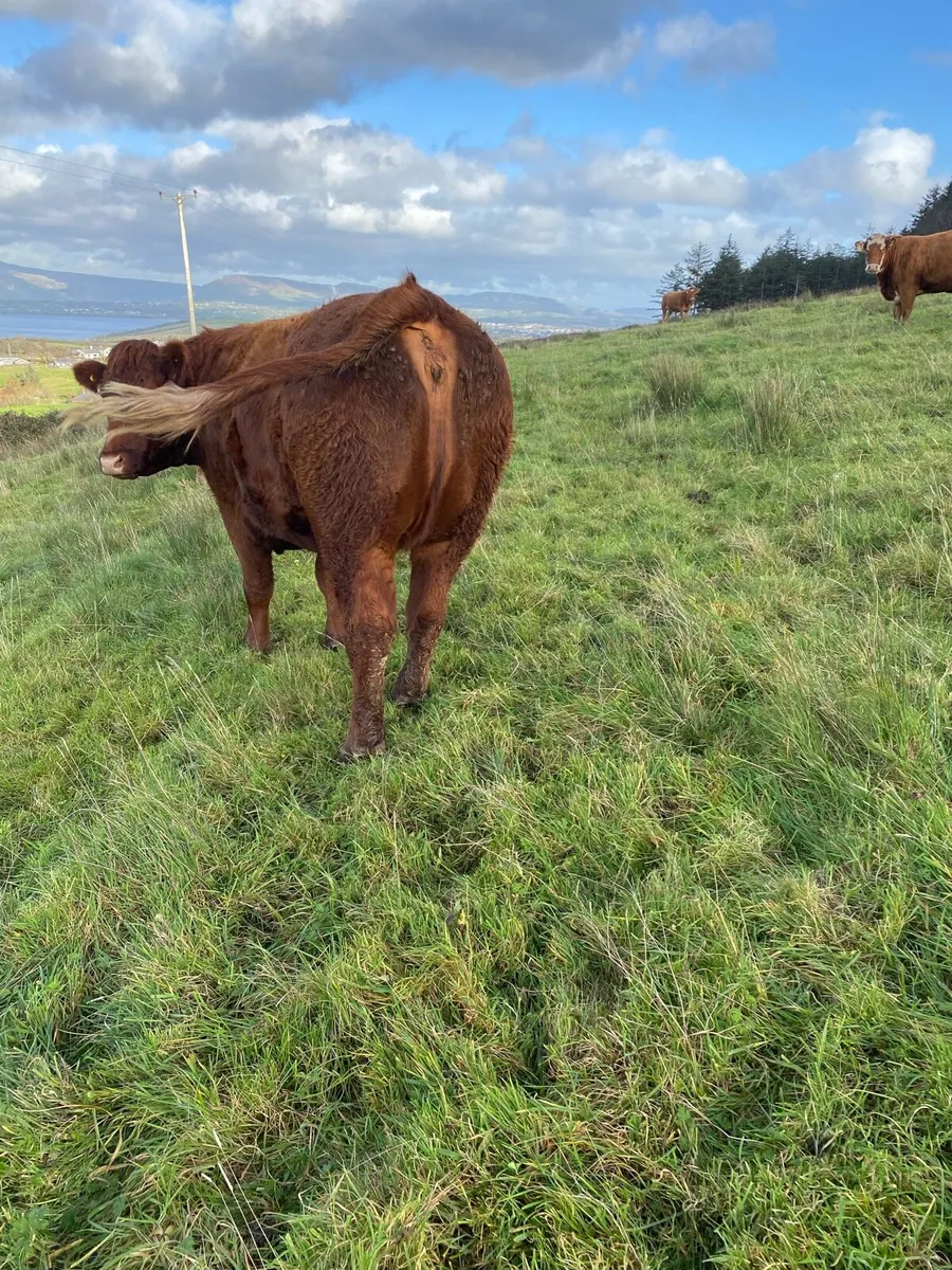 In Calf Heifers - Image 4