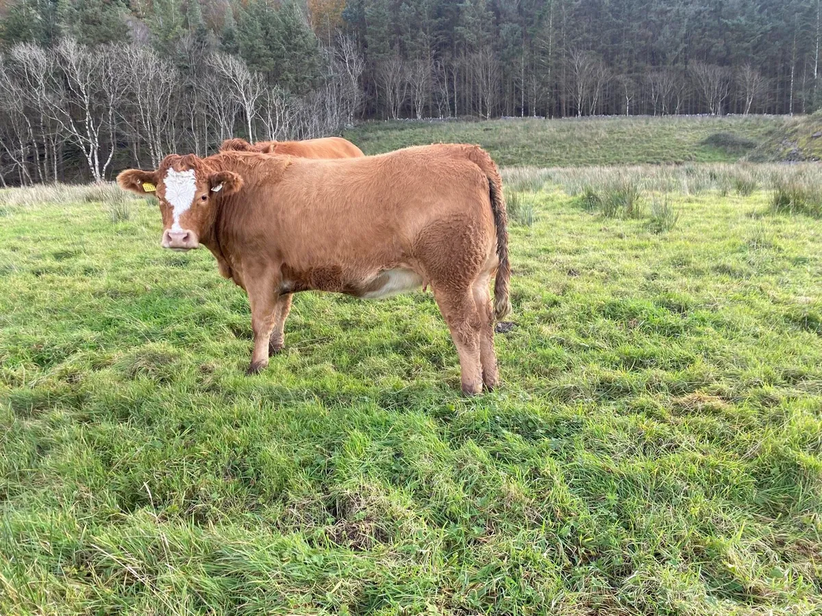 In Calf Heifers - Image 1