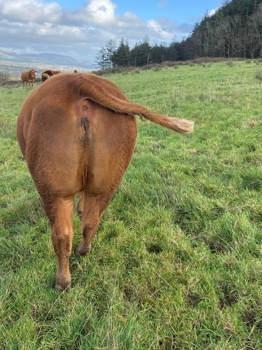 In Calf Heifers - Image 2