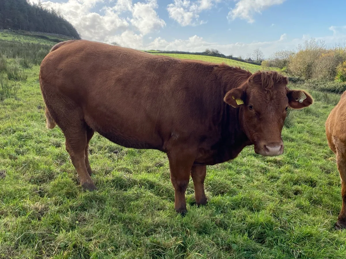 In Calf Heifers - Image 3
