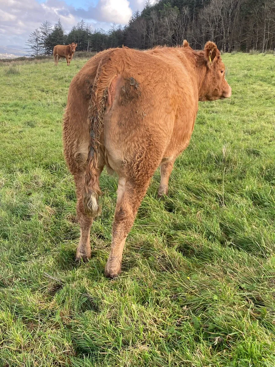 In Calf Heifers - Image 4