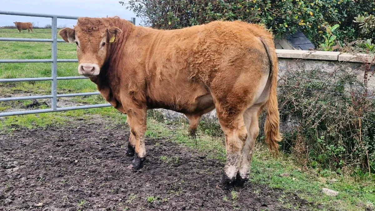 Limousin bull - Image 1