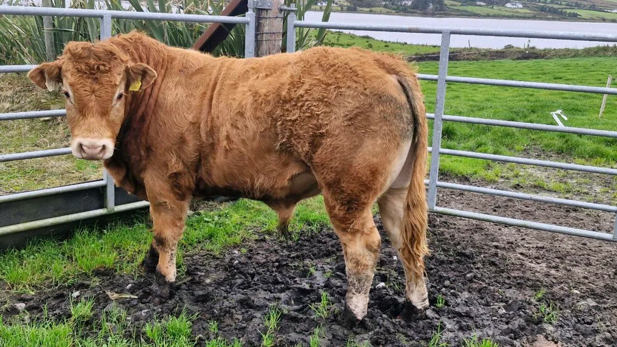 Limousin bull - Image 2