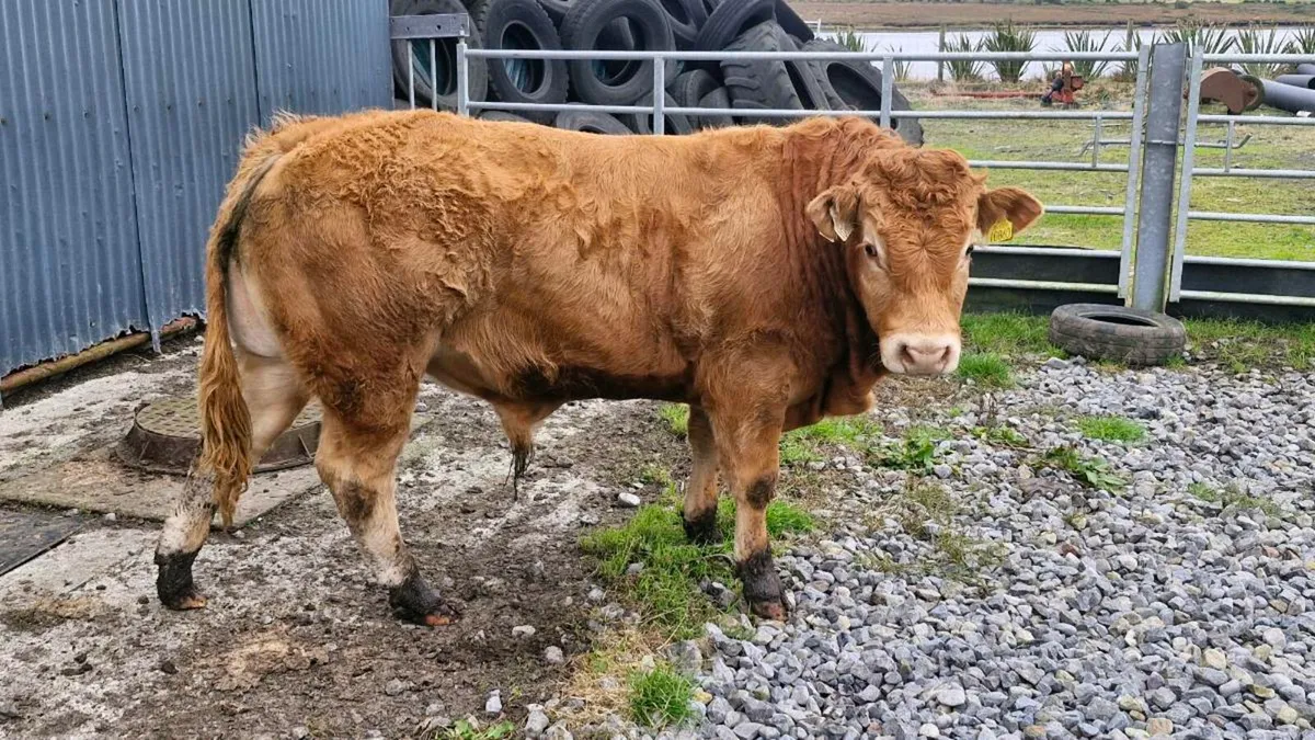 Limousin bull - Image 3
