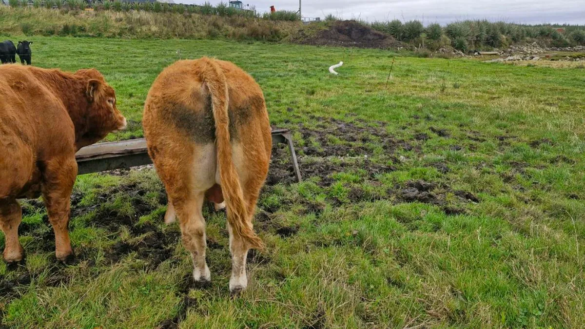 Limousin bull - Image 4