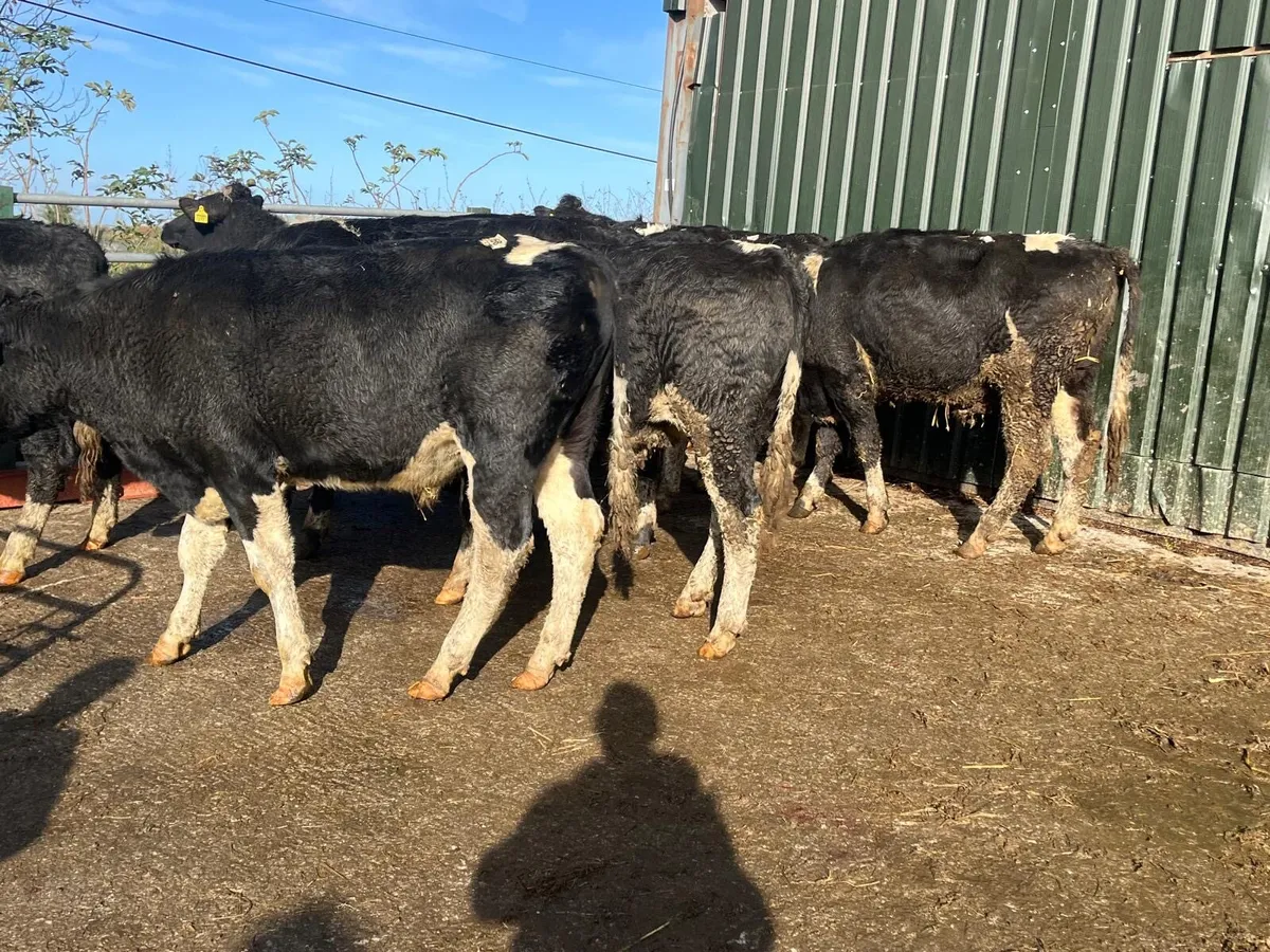 10 super  470 kg British Frisian bullocks - Image 1