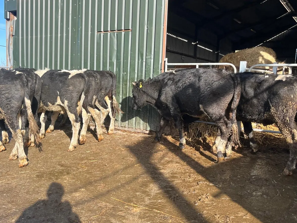 10 super  470 kg British Frisian bullocks - Image 2