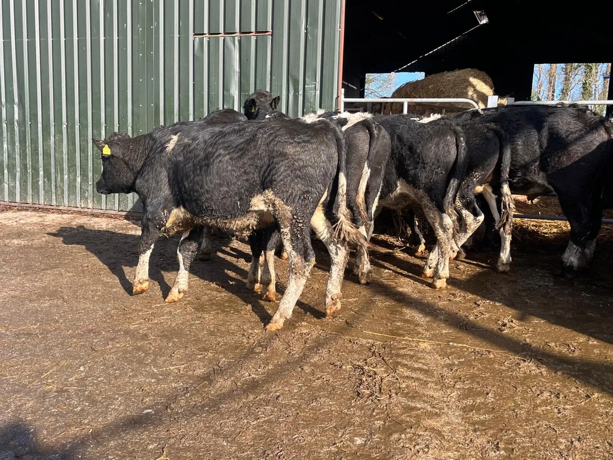 10 super  470 kg British Frisian bullocks - Image 3