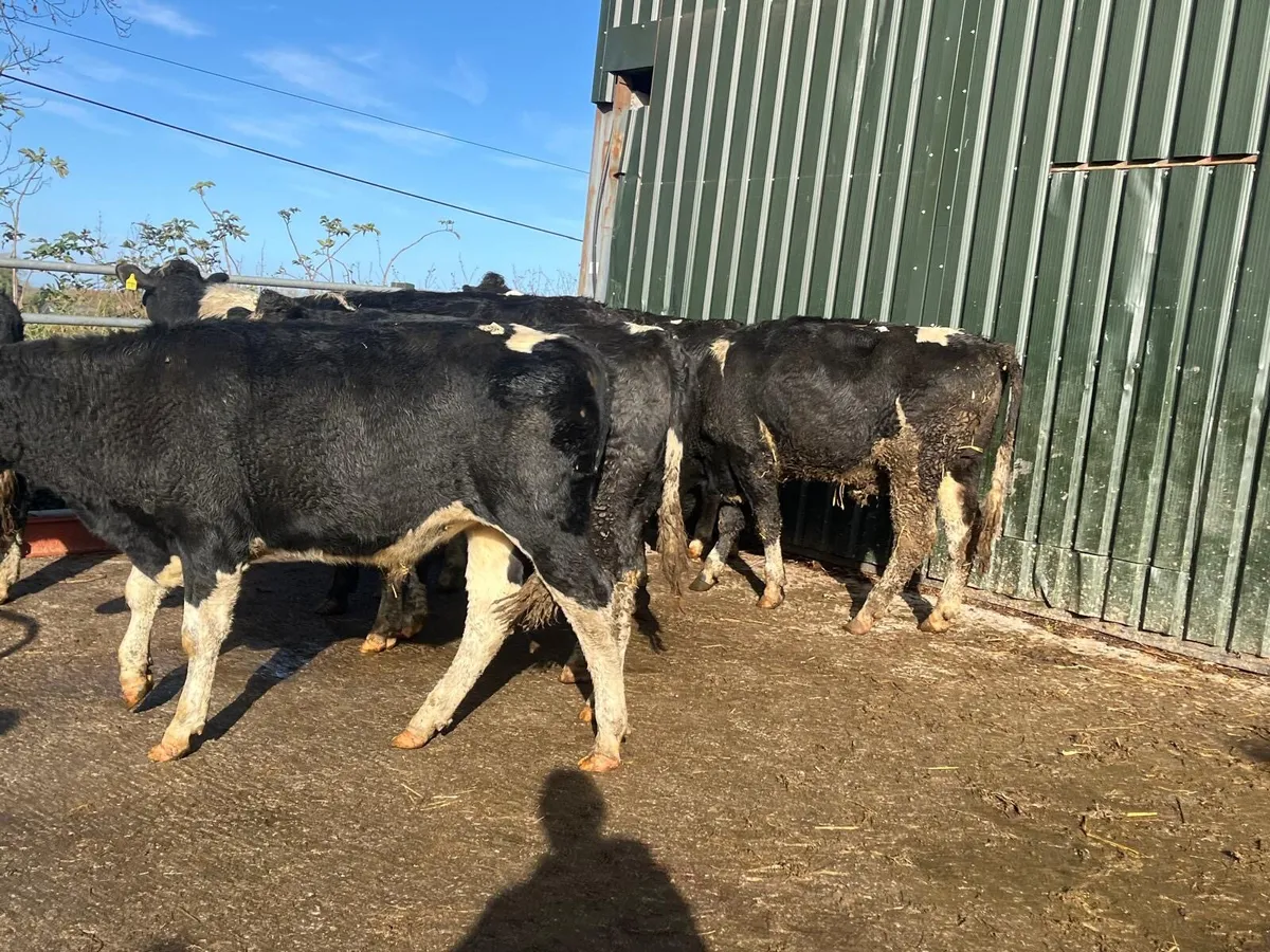 10 super  470 kg British Frisian bullocks - Image 4