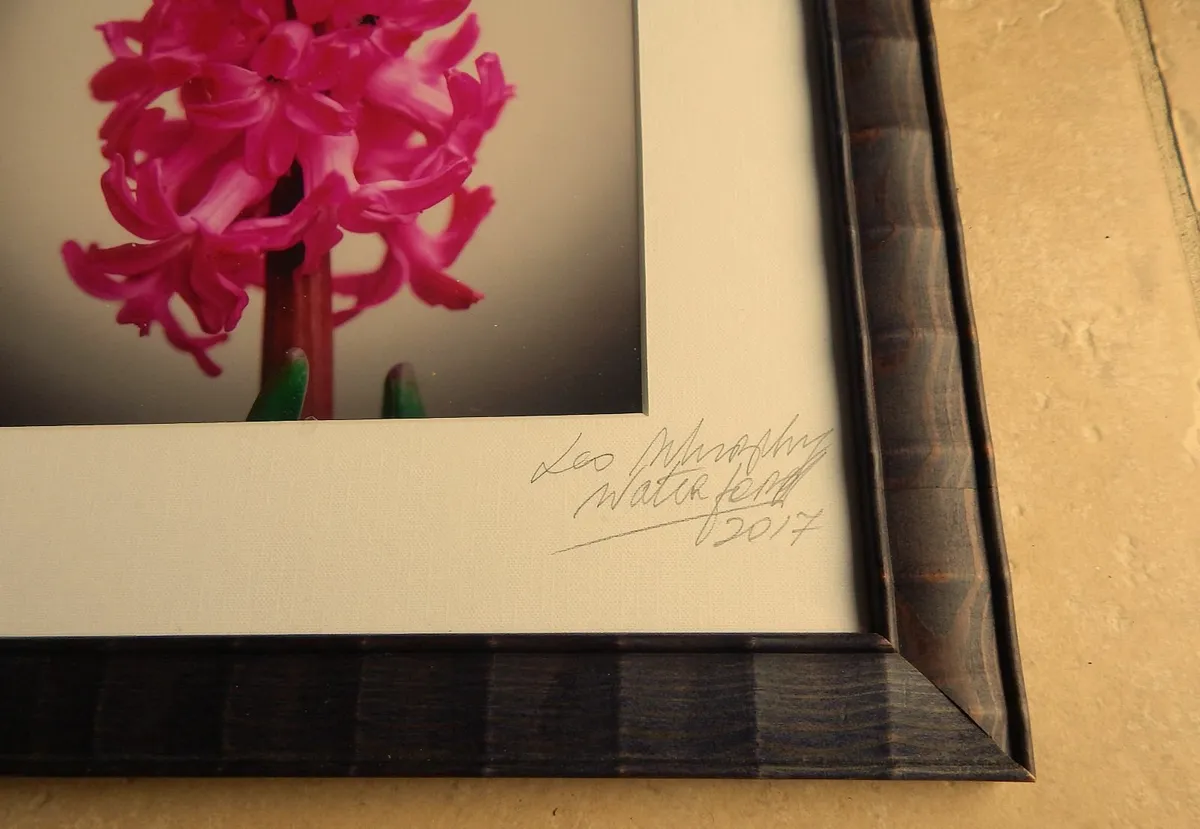 Signed Photographic Image of a Hyacinth - Image 2