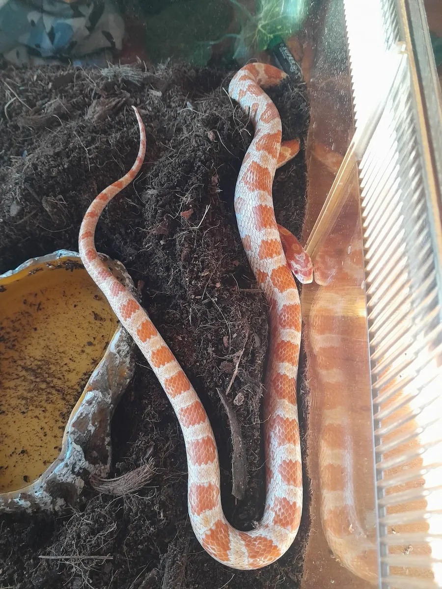 Amelanistic corn snake - Image 2