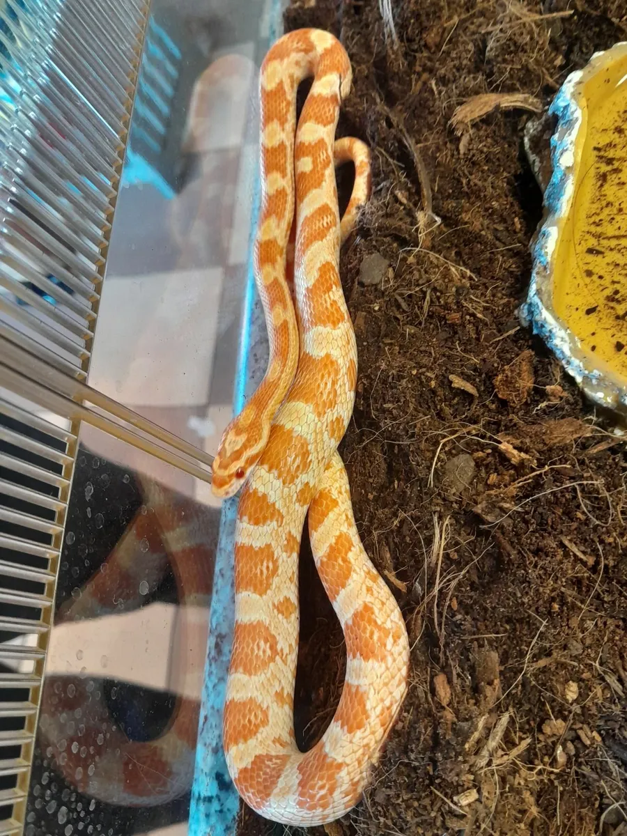 Amelanistic corn snake - Image 3