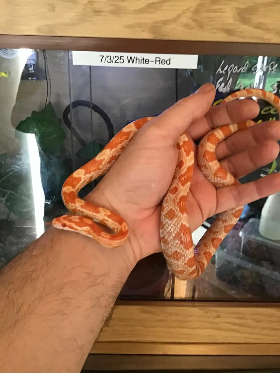 Amelanistic corn snake - Image 1