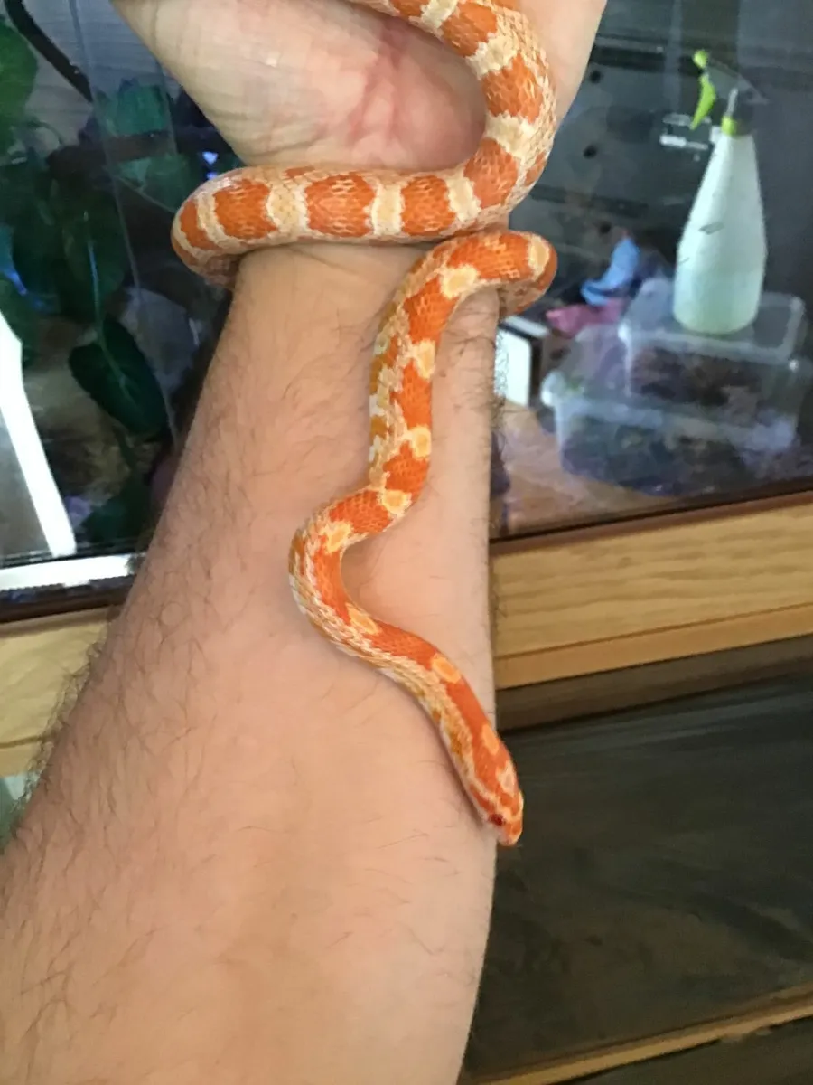 Amelanistic corn snake - Image 4
