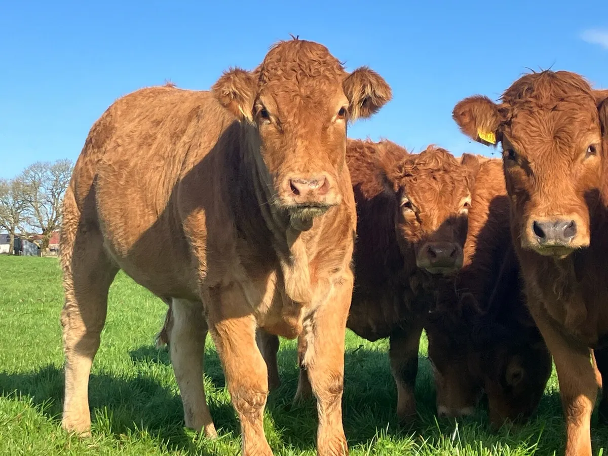 QUALITY BREEDING HEIFERS - Image 1
